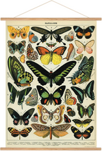 Load image into Gallery viewer, Cavallini Vintage Poster - Butterflies
