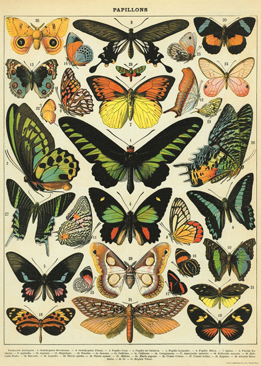 Cavallini Vintage Poster - Butterflies